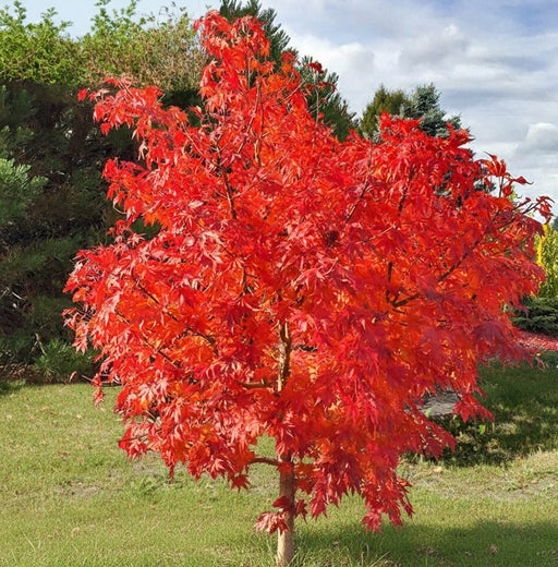 Feuerahorn Ginnala mit leuchtend roten Herbstblättern auf einer Wiese vor Nadelbäumen unter bewölktem Himmel.