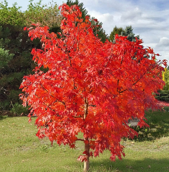 Feuerahorn Ginnala mit leuchtend roten Herbstblättern auf einer Wiese vor Nadelbäumen unter bewölktem Himmel.