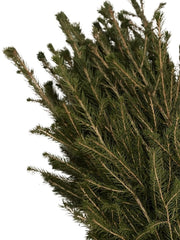 Grüne Nadeln an Zweigen der Fichte als Wurzelware im Bündel