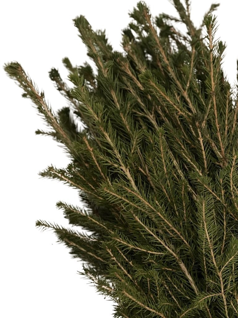 Grüne Nadeln an Zweigen der Fichte als Wurzelware im Bündel