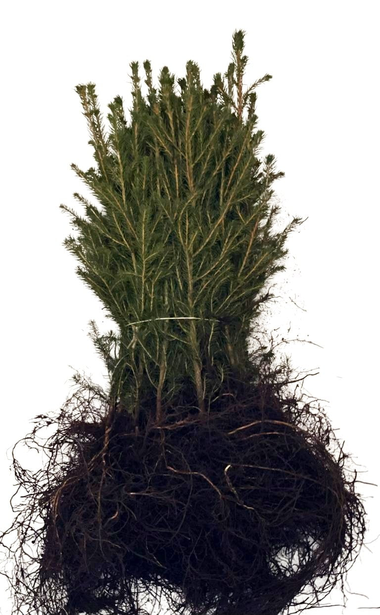 Ein Bund Fichten als Wurzelware zusammengebunden