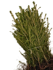 Zweige mit grünen nadeln der Fichte als Wurzelware mit Gummiband