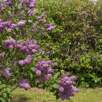 Edelflieder Sensation mit violetten Blütendolden vor grünem Buschwerk und blauem Himmel im Garten.