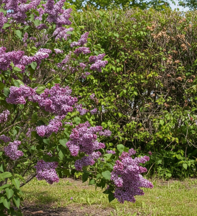 Edelflieder Sensation mit violetten Blütendolden vor grünem Buschwerk und blauem Himmel im Garten.