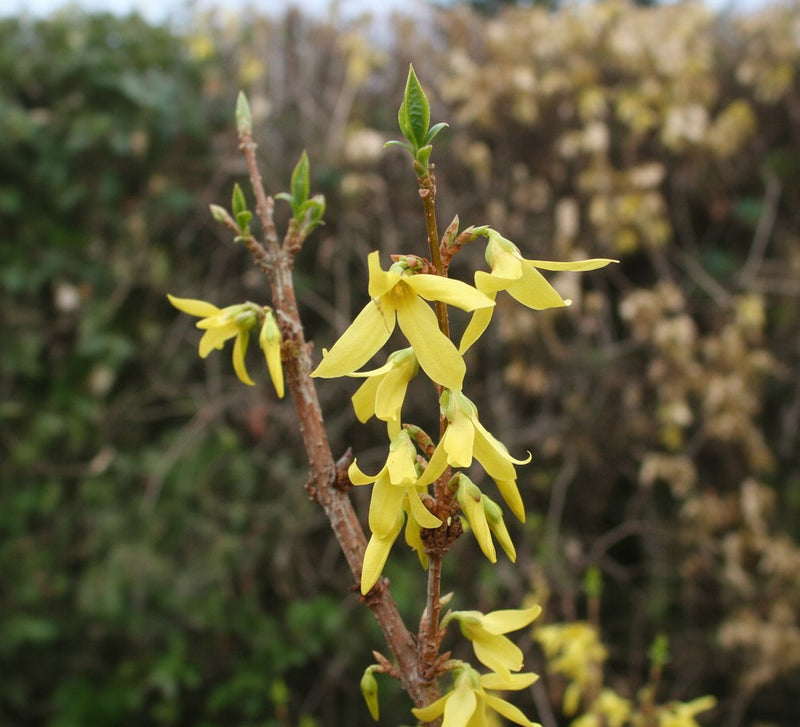 Forsythie Lynwood Gold - Topf-/Containerpflanzen