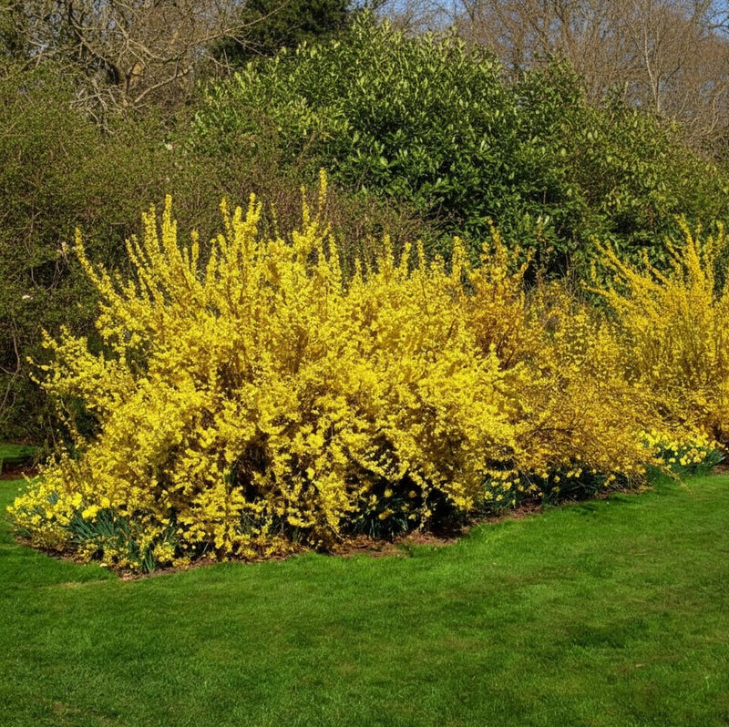 Forsythie Lynwood Gold - Topf-/Containerpflanzen