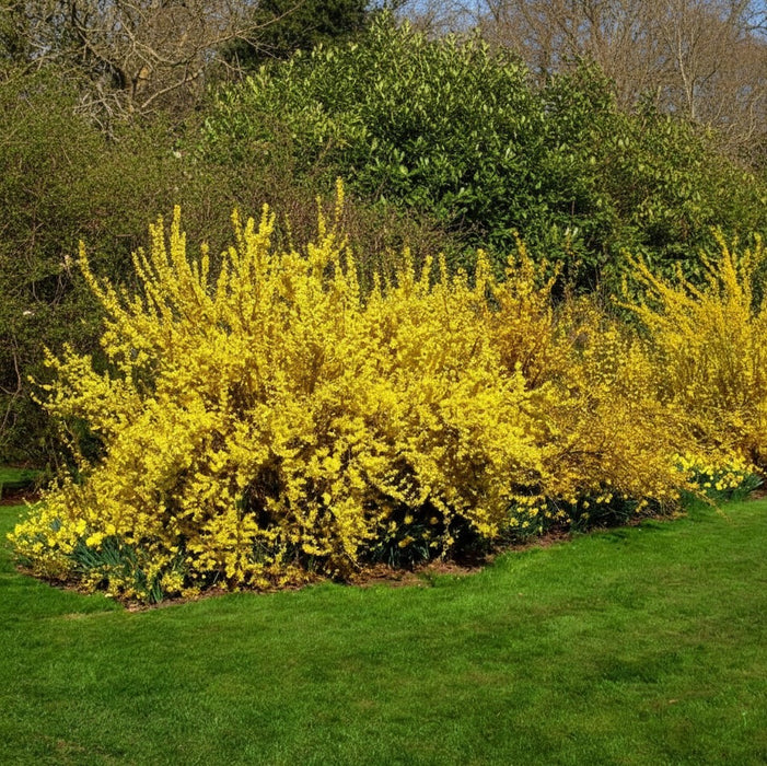 Forsythie Lynwood Gold - Topf-/Containerpflanzen
