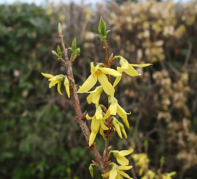 Forsythie Lynwood Gold - Topf-/Containerpflanzen