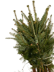 Grüne Zweige der Frasertanne als wurzelnackte Pflanzen