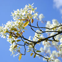 Blüte einer Gemeinen Felsenbirne