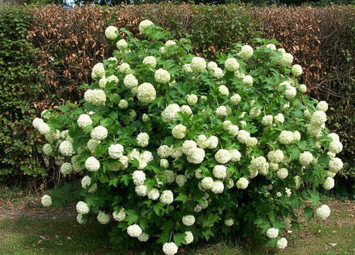 Busch mit kugeligen, weißen Blüten und grünen Blättern, Gemeiner Schneeball vor Hecke im Garten.