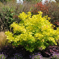 Goldgelber Perückenstrauch Golden Spirit mit leuchtend gelben Blättern in einem Gartenbeet mit bunten Begleitpflanzen.