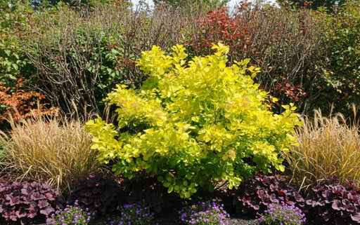 Goldgelber Perückenstrauch Golden Spirit mit leuchtend gelben Blättern in einem Gartenbeet mit bunten Begleitpflanzen.