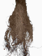 Haarige Wurzeln der Hainbuche als Wurzelware im Bund