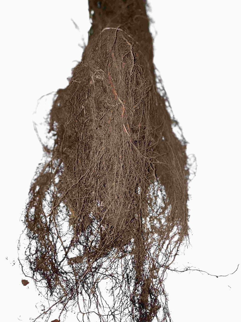 Haarige Wurzeln der Hainbuche als Wurzelware im Bund