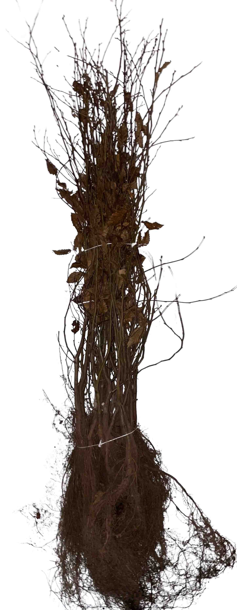 Hainbuche als Wurzelware mit dunklen Wurzeln und Blättern im Bündel