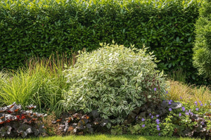 Hartriegel Ivory Halo - Topf-/Containerpflanzen