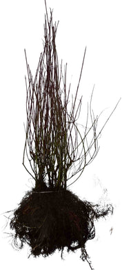 Bündel Wurzware des Roten HArtiegels mit dunklen Wurzeln und grünen schmalen Ästen