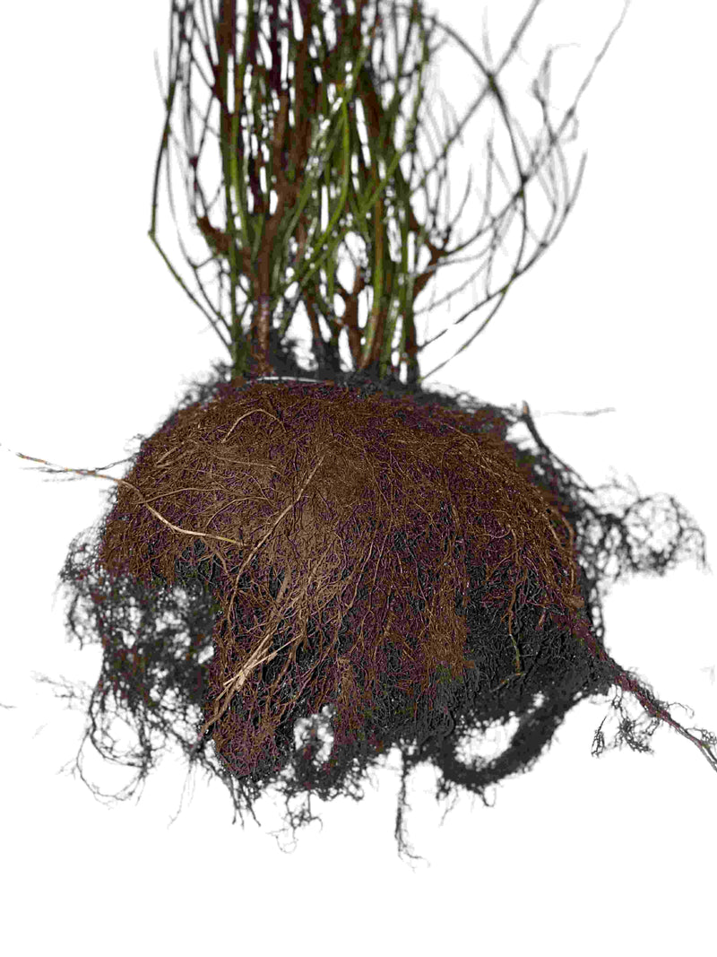 Wurzelballen des roten Hartriegels als Wurzelware