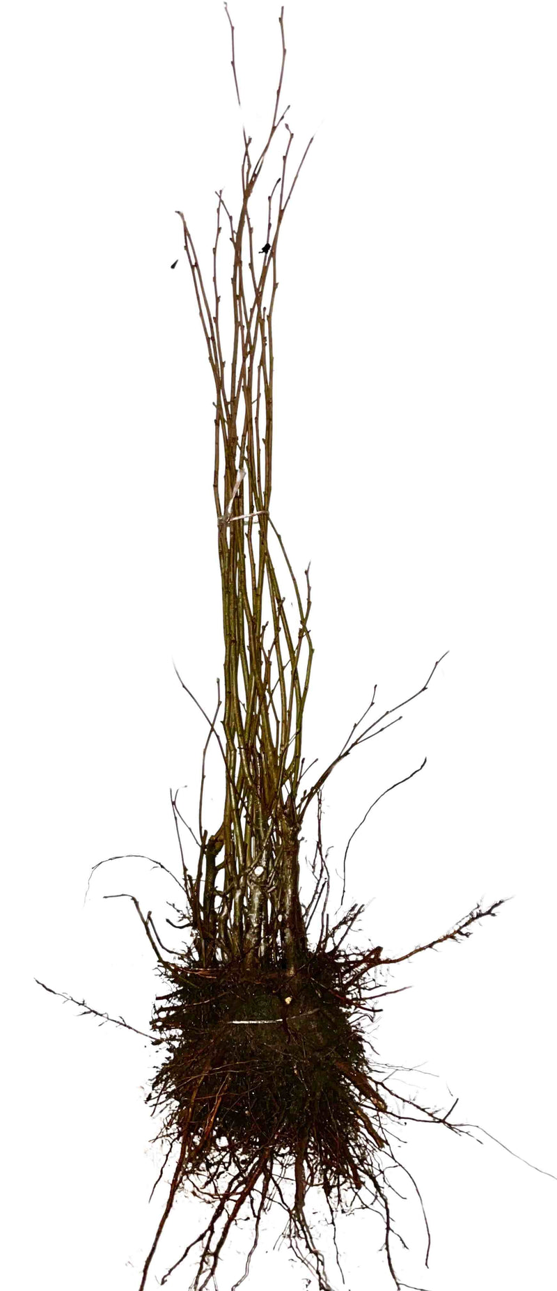 Haselnuss als Waurzelware im Bndel mit Wurzelballen und Zweigen