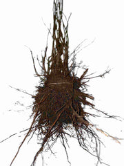 Wurzelballen der Haselnuss Wurzelware