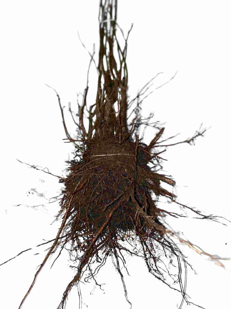 Wurzelballen der Haselnuss Wurzelware