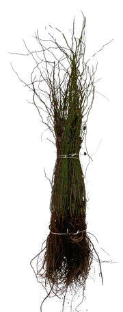 Hundsrose Wurzelware im Bündel mit Wurzeln und dünnen Zweigen