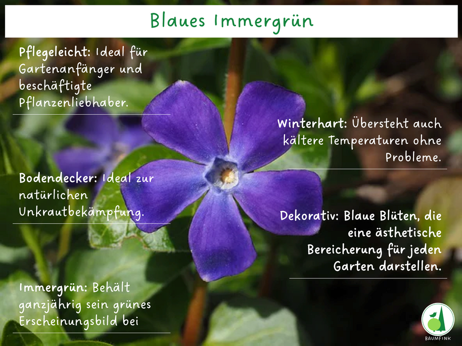 Infografik Blaues Immergrün