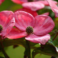 Japanischer Blumen-Hartriegel Rosy Teacups – Nahaufnahme von rosa Blüten mit kugeligen Zentren des Japanischen Blumen-Hartriegels Rosy