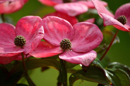 Japanischer Blumen-Hartriegel Rosy Teacups – Nahaufnahme von rosa Blüten mit kugeligen Zentren des Japanischen Blumen-Hartriegels Rosy