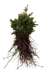 Korktannen als Wurzelware im Bündel mit dunkelgrünen Nadeln