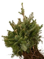 Grüne Nadeln und dunkele Wurzeln der Korktanne im Bündel