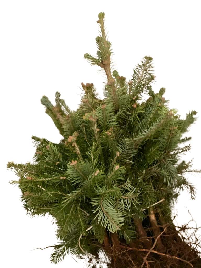 Grüne Nadeln und dunkele Wurzeln der Korktanne im Bündel