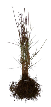 Wurzeln und Zweige der Kornelkirsche als Wurzelware