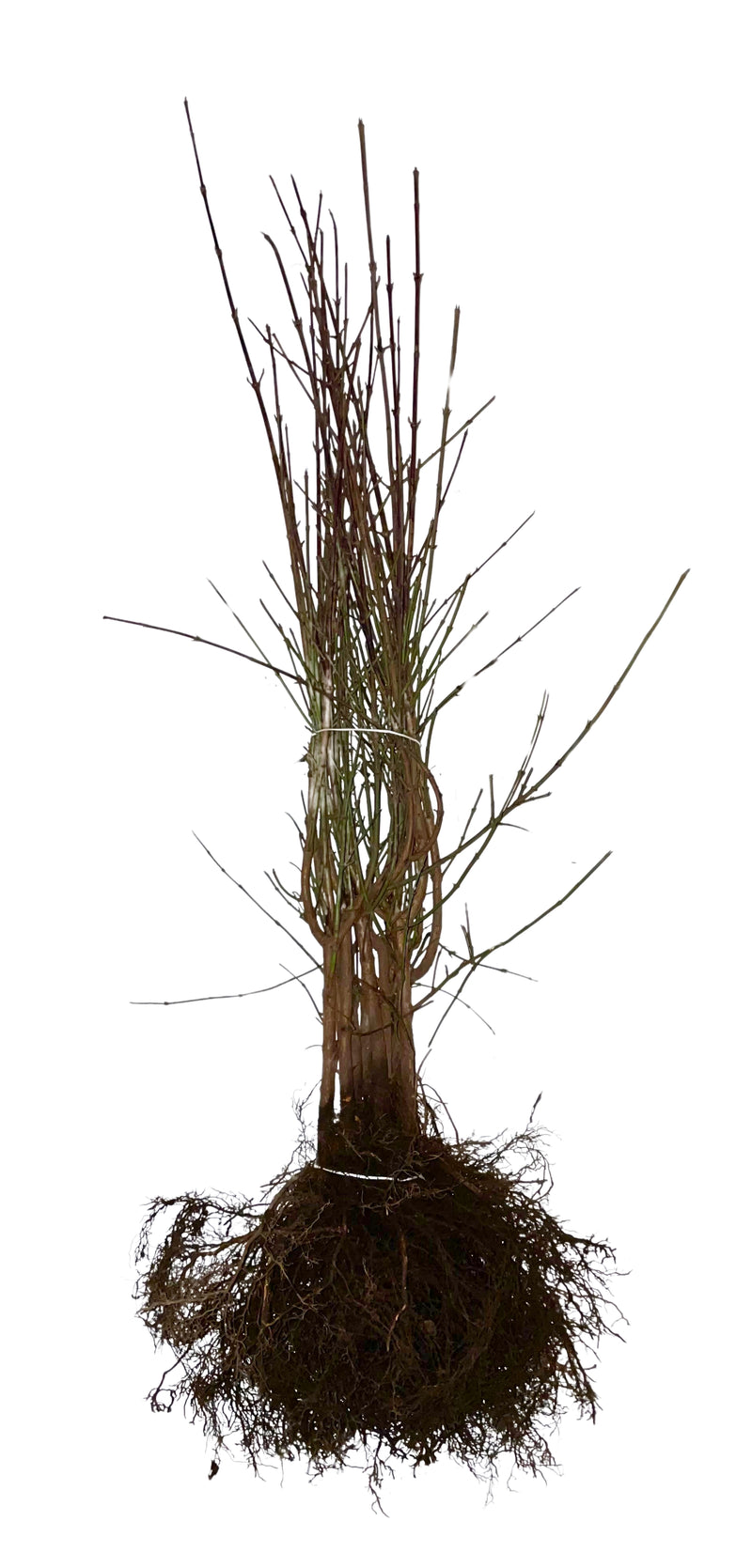 Wurzeln und Zweige der Kornelkirsche als Wurzelware