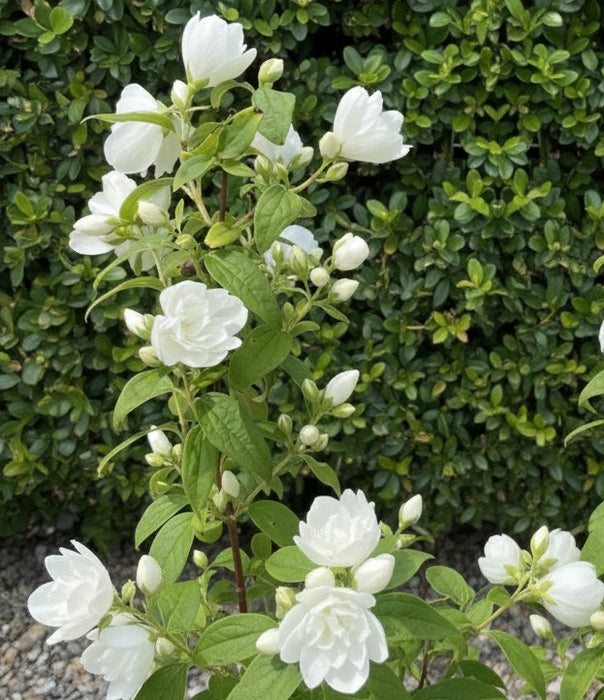 Gefüllter Pfeifenstrauch Little White Love - Topf-/Containerpflanzen