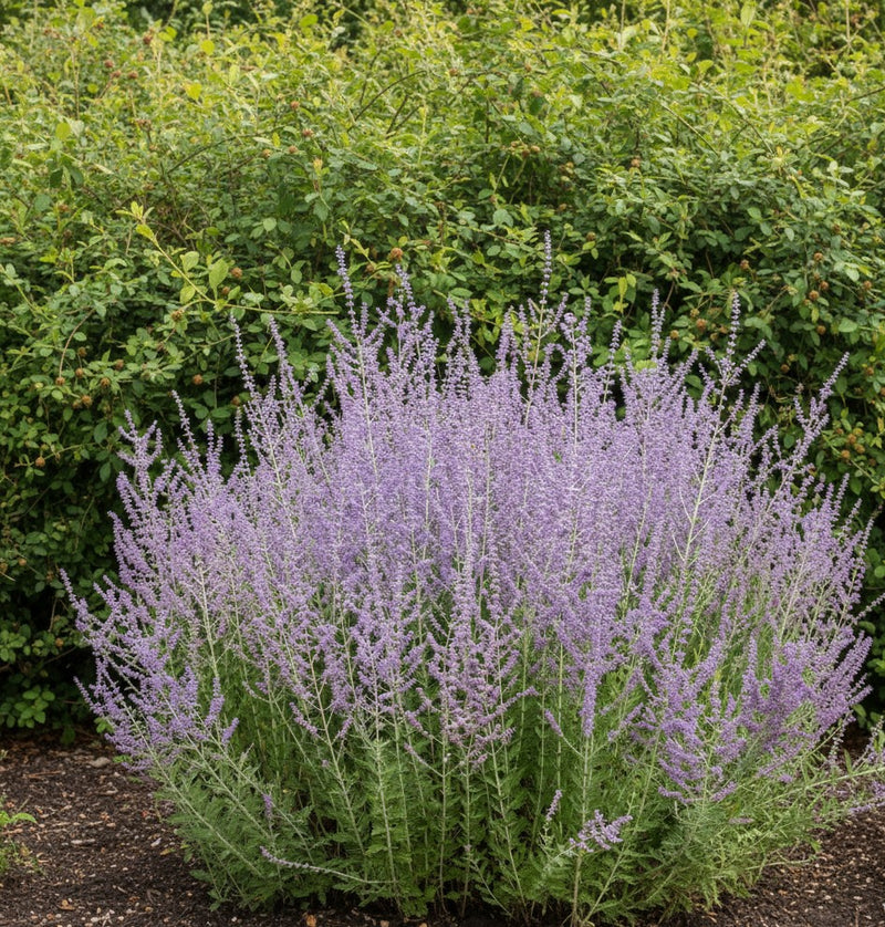 Blauraute Blue Spire mit vielen hellvioletten Blütenrispen vor grünem Laub in einem Garten.