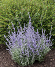 Blauraute Prime Time mit hellvioletten Blütenrispen und graugrünen Blättern vor grünem Hintergrund im Beet.