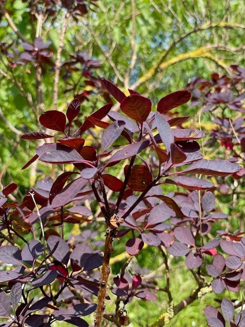 Perückenstrauch Young Lady mit dunkelroten Blättern vor grünem, unscharfem Hintergrund im Sonnenlicht.
