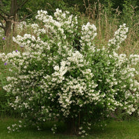 Pfeifenstrauch Erectus / Duftjasmin Erectus mit zahlreichen weißen Blüten in grüner Wiese vor wildem Gras und Büschen.