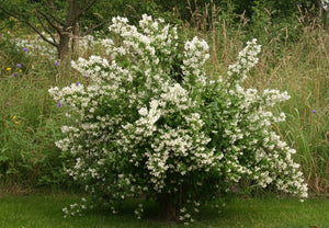 Pfeifenstrauch Erectus / Duftjasmin Erectus - Topf-/Containerpflanzen