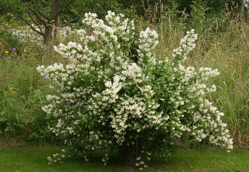 Pfeifenstrauch Erectus / Duftjasmin Erectus mit zahlreichen weißen Blüten in grüner Wiese vor wildem Gras und Büschen.
