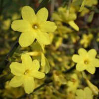 Gelbe sternförmige Blüten des Winterjasmin