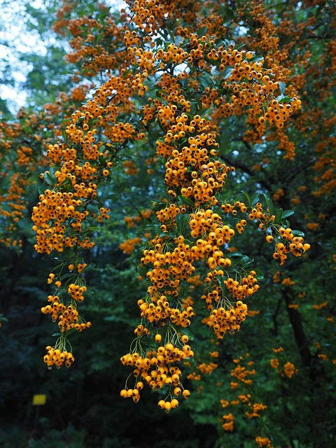 Feuerdorn Beeren Gelb