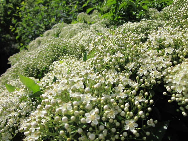 Feuerdorn Blüte