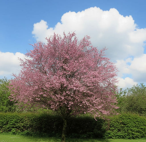 Blutpflaume 'Nigra' mit rosa Blüten in voller Blüte vor grünem Busch und blauem Himmel mit Wolken.