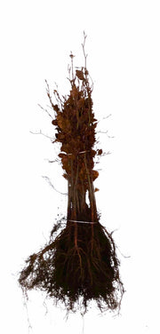 Rotbuche als Wurzelware im Bündel