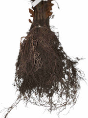 Wurzeln der Rotbuche als Wurzelware