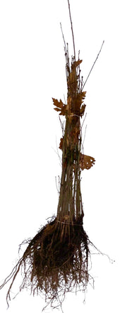 Roteiche als Wurzelware im Bund mit Blättern