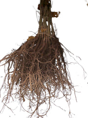 Wurzeln der Roteiche als Wurzelware